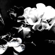 Hosanna (Live in Dallas) - Gracie Binion