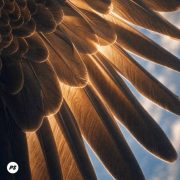 Beneath Your Wings - Planetshakers